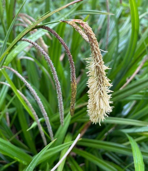 Carex pendula